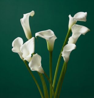 Калла 1шт №1031