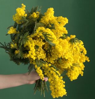 Мимоза 1шт №1005